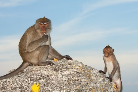 monkey