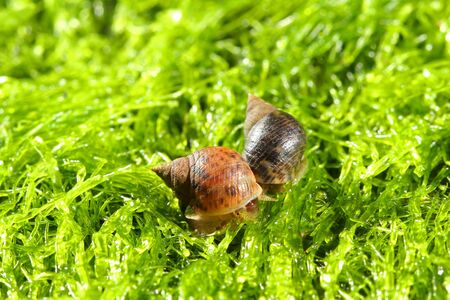 Small shells on the sea mossの写真素材