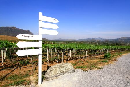 Vineyard in huahin, Thailandの写真素材