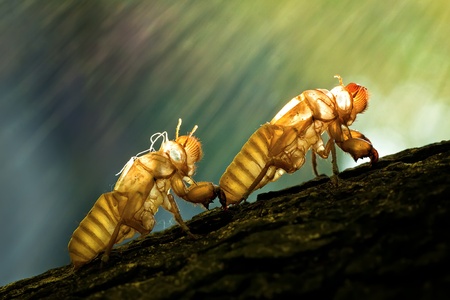 Cicada shell on the treeの写真素材