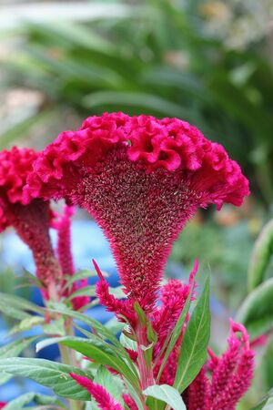 plumed cockscomb flower, closeupの写真素材