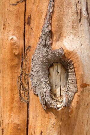 bark of pine tree trunk texture backgroundの写真素材