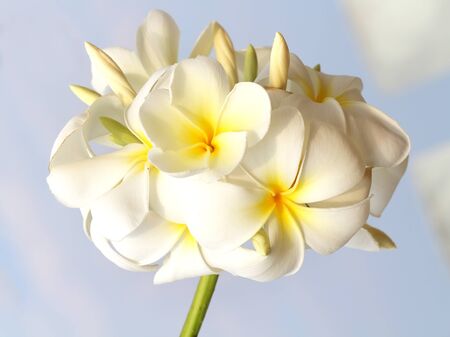 close up of Frangipaniの写真素材