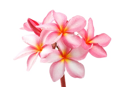 Frangipani flower isolated on whiteの写真素材