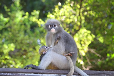 Dusky Leaf Monkey