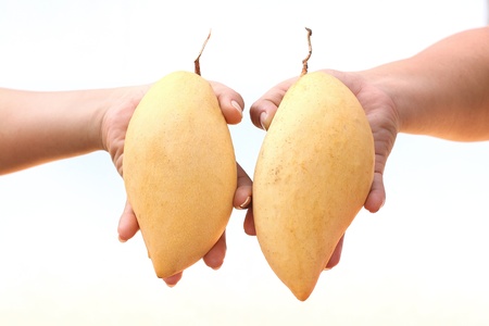  mango in handの写真素材