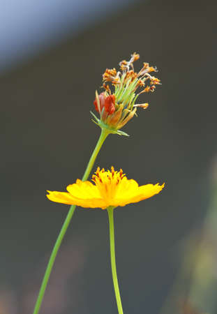 Yellow cosmos flowersの写真素材