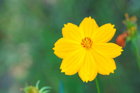 Yellow cosmos flowers