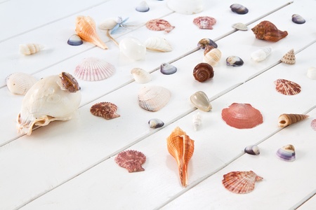 Seashell collection の写真素材