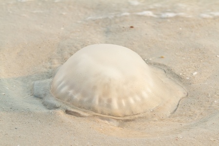 Jellyfish on the beach.の写真素材
