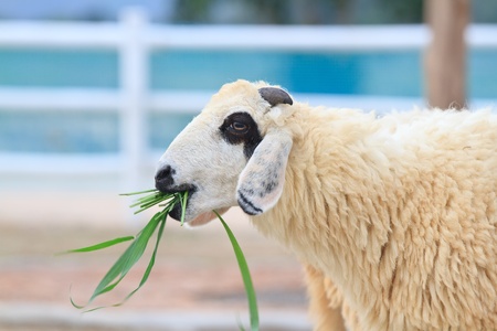 sheepの写真素材