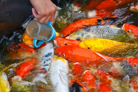 Feeding carp by handの写真素材