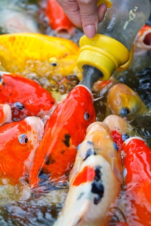 Feeding carp by handの写真素材
