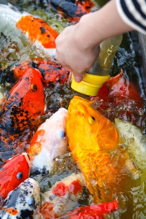 Feeding carp by handの写真素材