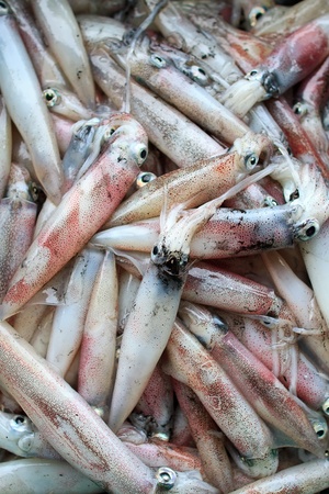 Fresh squid in the marketの写真素材