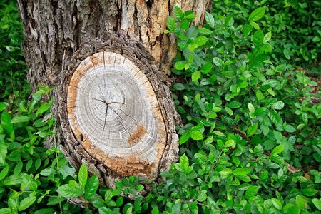 Tree stump