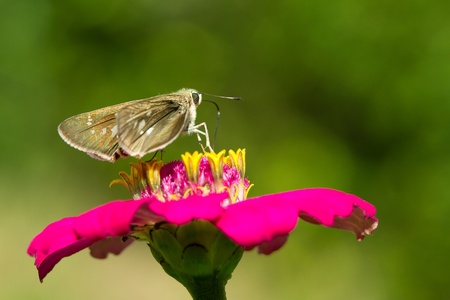 butterfly on pink Zinniaの写真素材