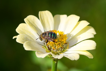 bee on zinnia flowerの写真素材