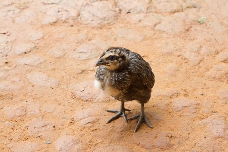 little chicken の写真素材