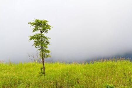 A Single Tree Standing Alone 