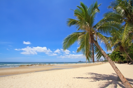 tropical beach with coconut palmの写真素材