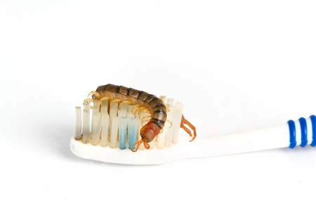Centipede on a toothbrush.の写真素材