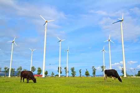 Wind turbine - renewable energy source with two Dairy cows