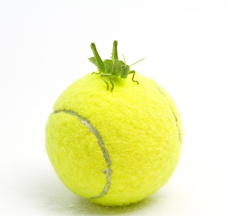 Grasshopper on a tennis ballの写真素材