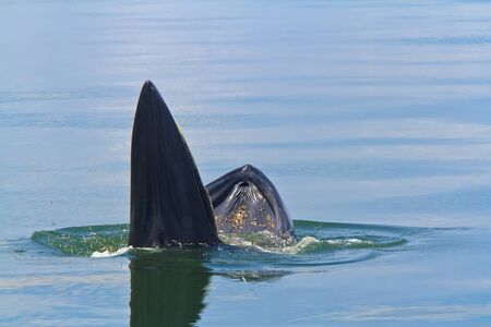 Bryde's Whale Eating bait fish