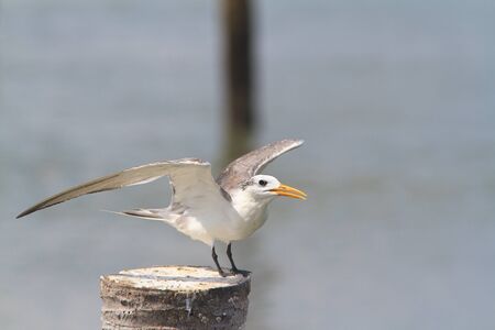 Seagulls on shore of the Baltic Sea の写真素材