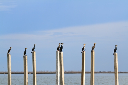 Side view of a Great Cormorant (Phalacrocorax carbo)の写真素材