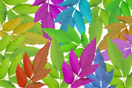 Close-up of Colored green leafの写真素材