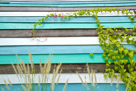 colorful wood wall with green leavesの写真素材