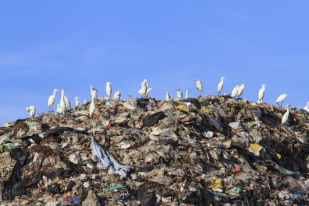 Bird on mountain of garbageの写真素材