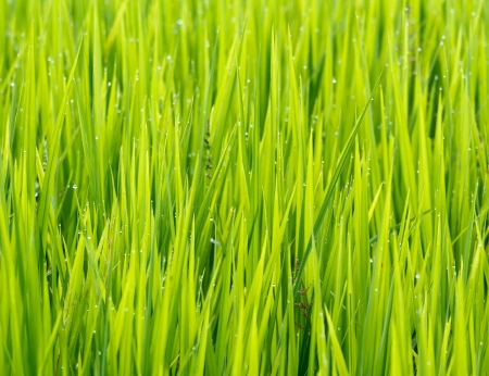 natural green background with selective focusの写真素材