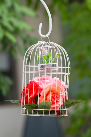  flowers and birdcageの写真素材