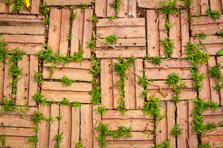 Plant little tree on old red bricks wall backgroundの写真素材