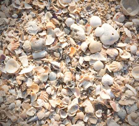Tropical background with sea shells