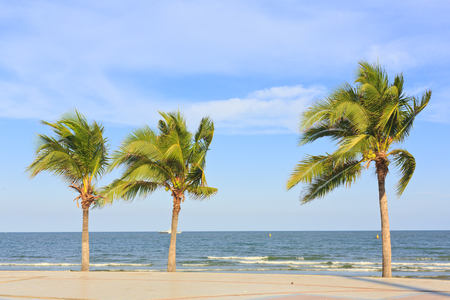 Coconut tree with blue skyの写真素材