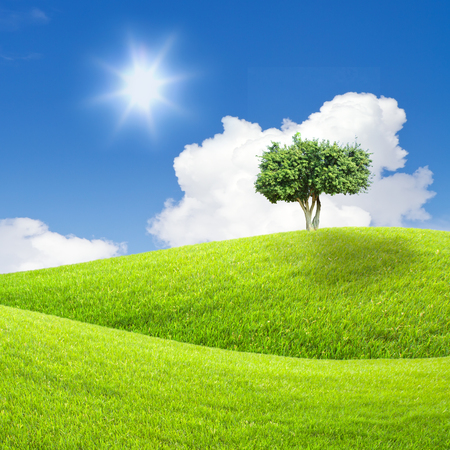 tree on green grass and blue skyの写真素材