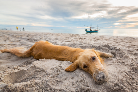 dog on beachの写真素材