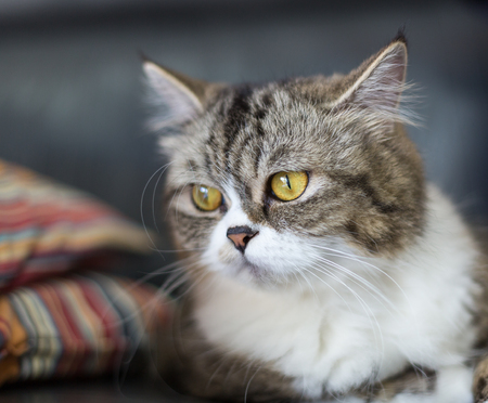 Portrait of brown-eyed catの写真素材