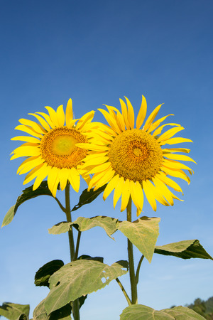 Sunflower field under blue skyの写真素材