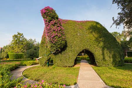 a small leaf tree can force to any shape, very popular in Thailand gardeningの写真素材