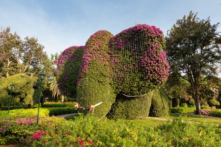 a small leaf tree can force to any shape, very popular in Thailand gardeningの写真素材