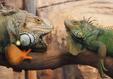Iguanaの写真素材