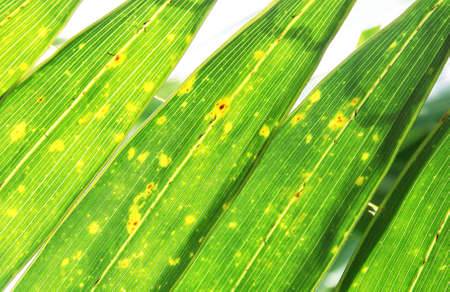 palm leaf backgroundの写真素材