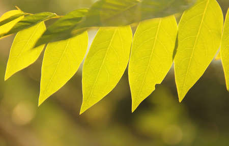 green leavesの写真素材
