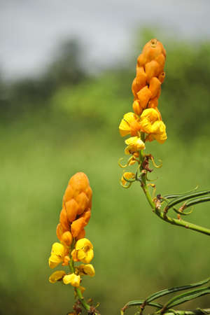 Yellow flowers on a green background  Yellow flowers