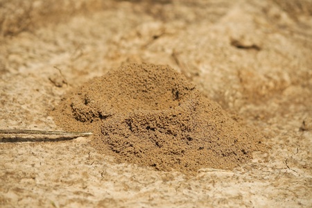 Ant s nest の写真素材